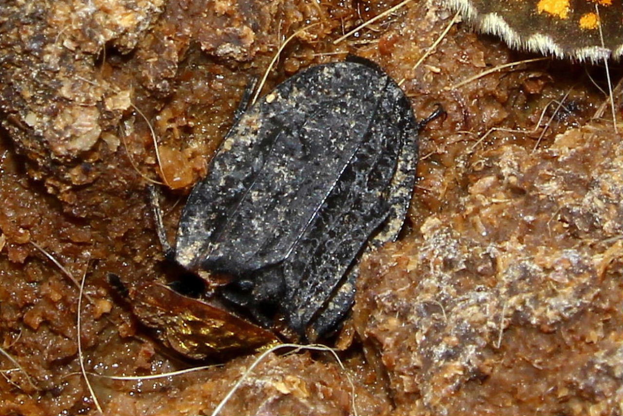 Oiceoptoma thoracicum, Silphidae